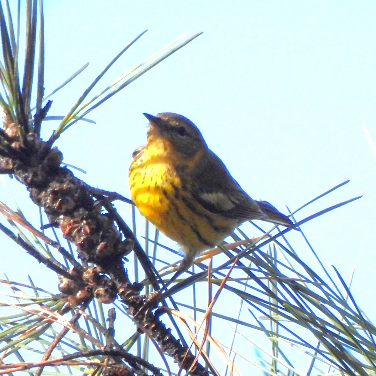 Cape May Warbler - ML630526170