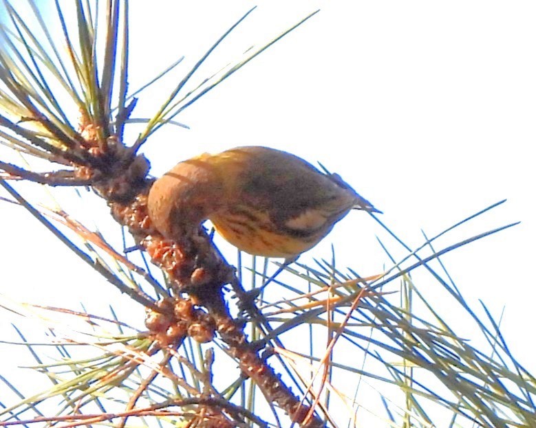 Cape May Warbler - ML630526217