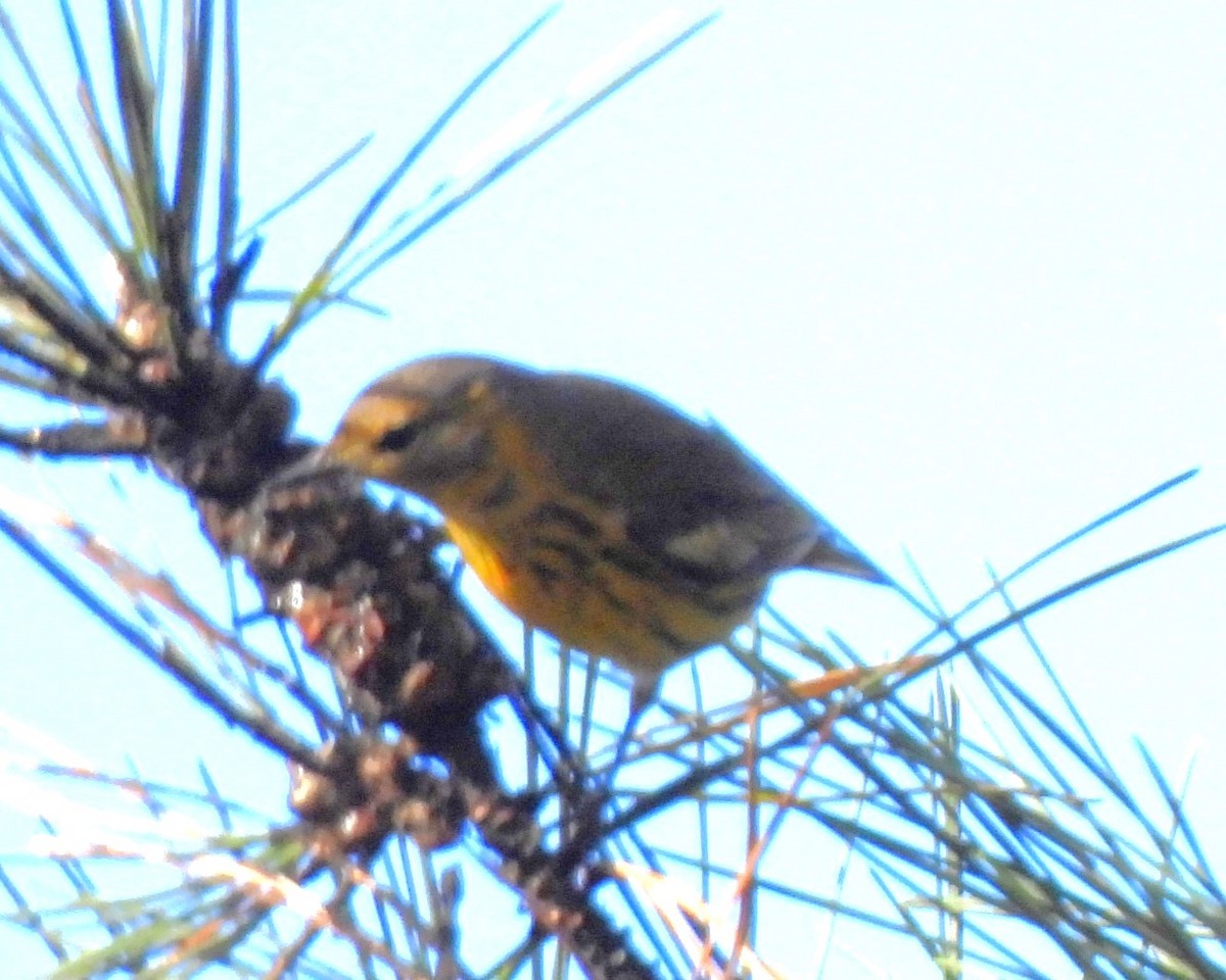Cape May Warbler - ML630526226