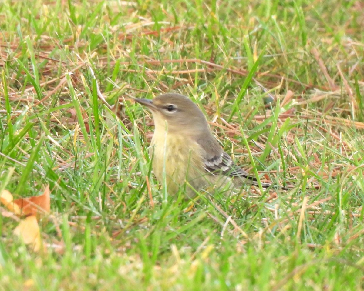 Pine Warbler - ML630526249