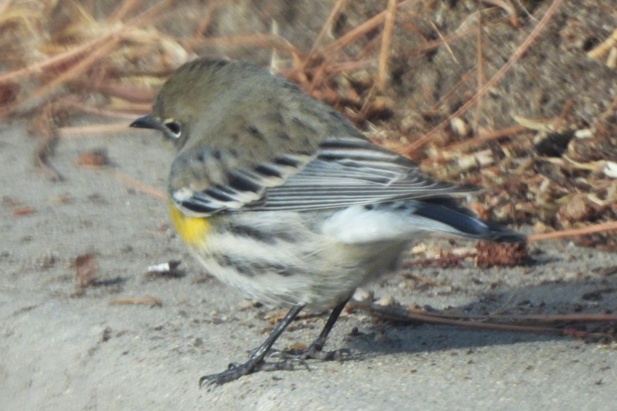 Yellow-rumped Warbler - ML630526254