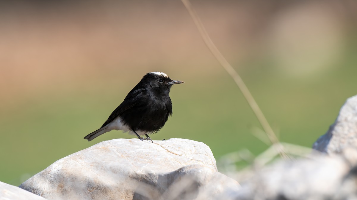 White-crowned Wheatear - ML630526423