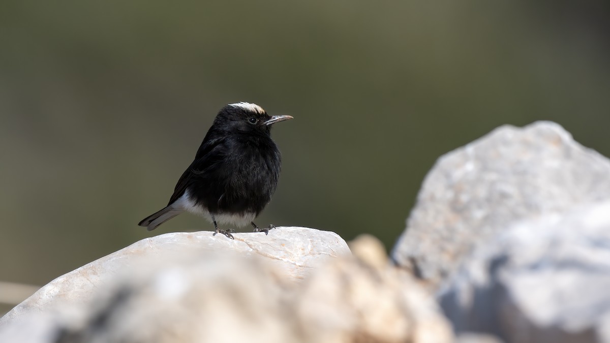 White-crowned Wheatear - ML630526424