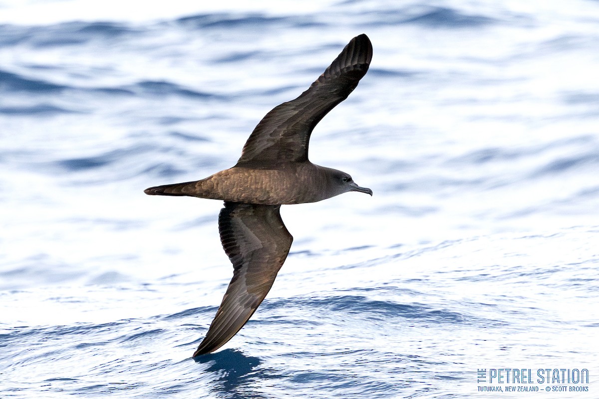 Wedge-tailed Shearwater - ML630526576