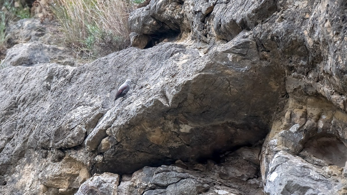 Wallcreeper - ML630526588