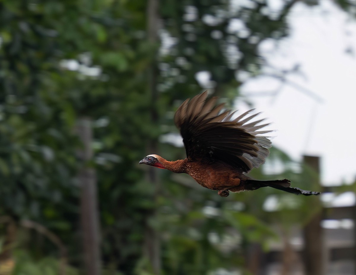 White-crested Guan - ML630526631