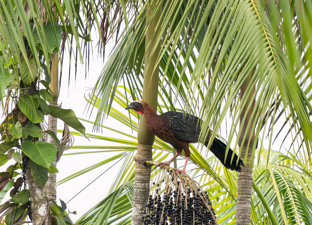 White-crested Guan - ML630526632