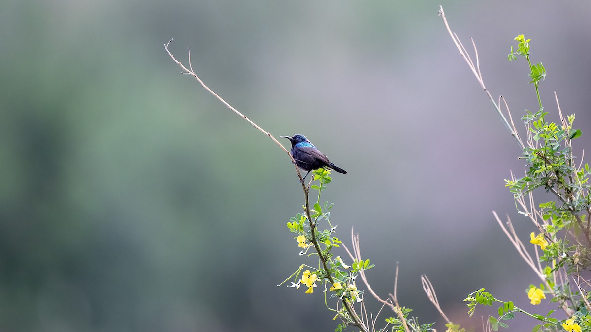 Palestine Sunbird - ML630526690