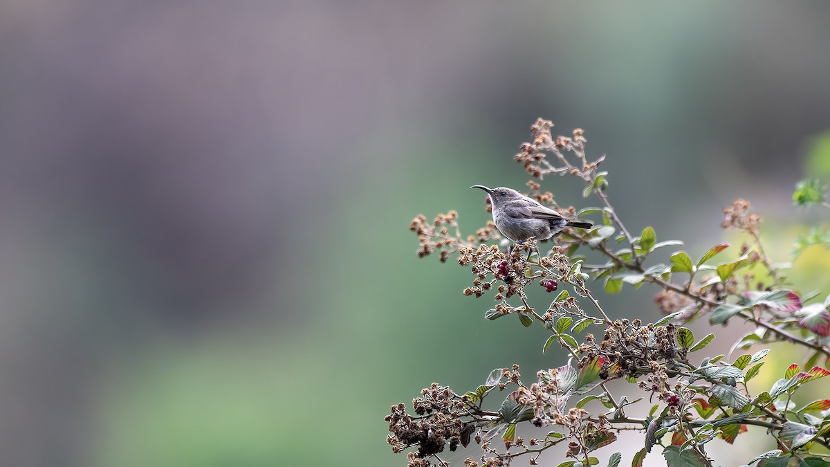 Palestine Sunbird - ML630526691