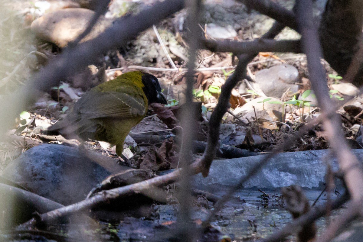 Crimson-collared Grosbeak - ML630526744