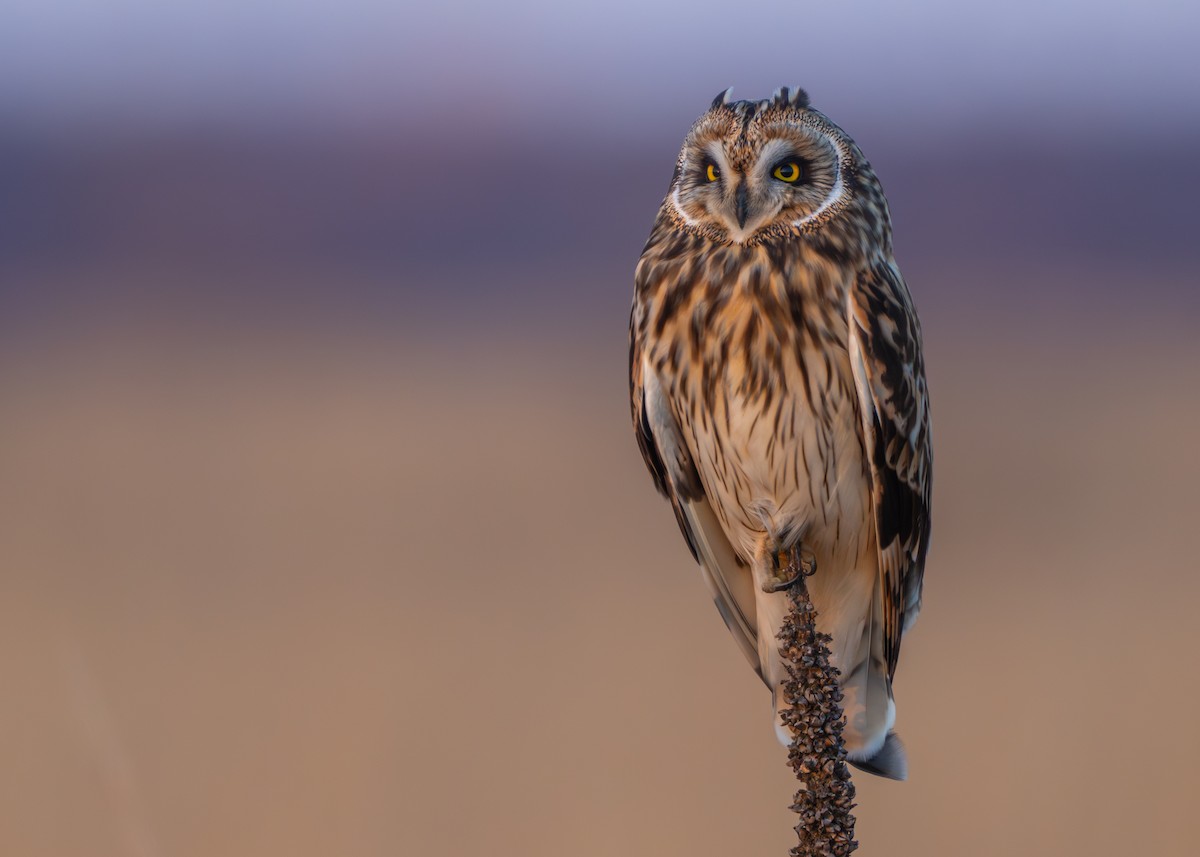 Short-eared Owl - Emily Tallo