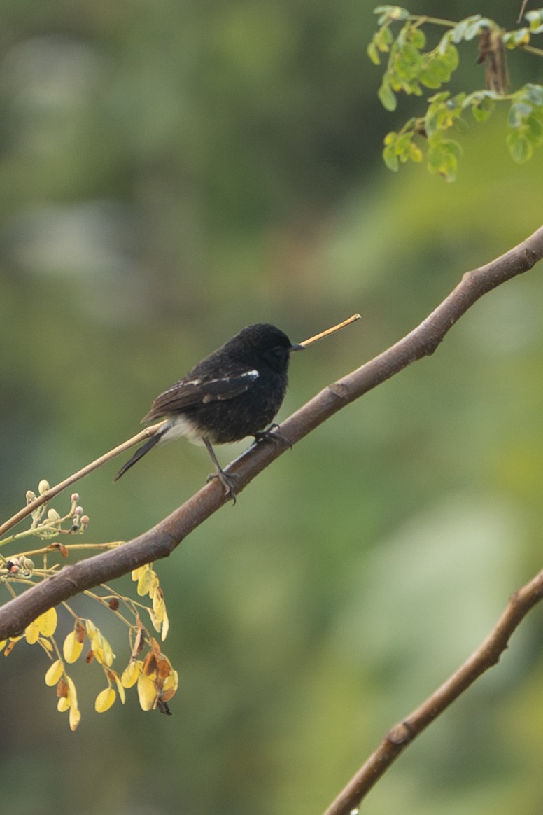 Pied Bushchat - ML630527117