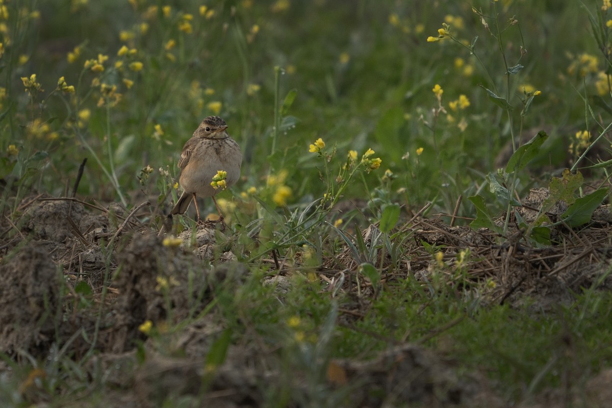 Paddyfield Pipit - ML630527121