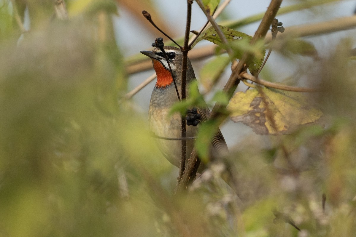 Siberian Rubythroat - ML630527142