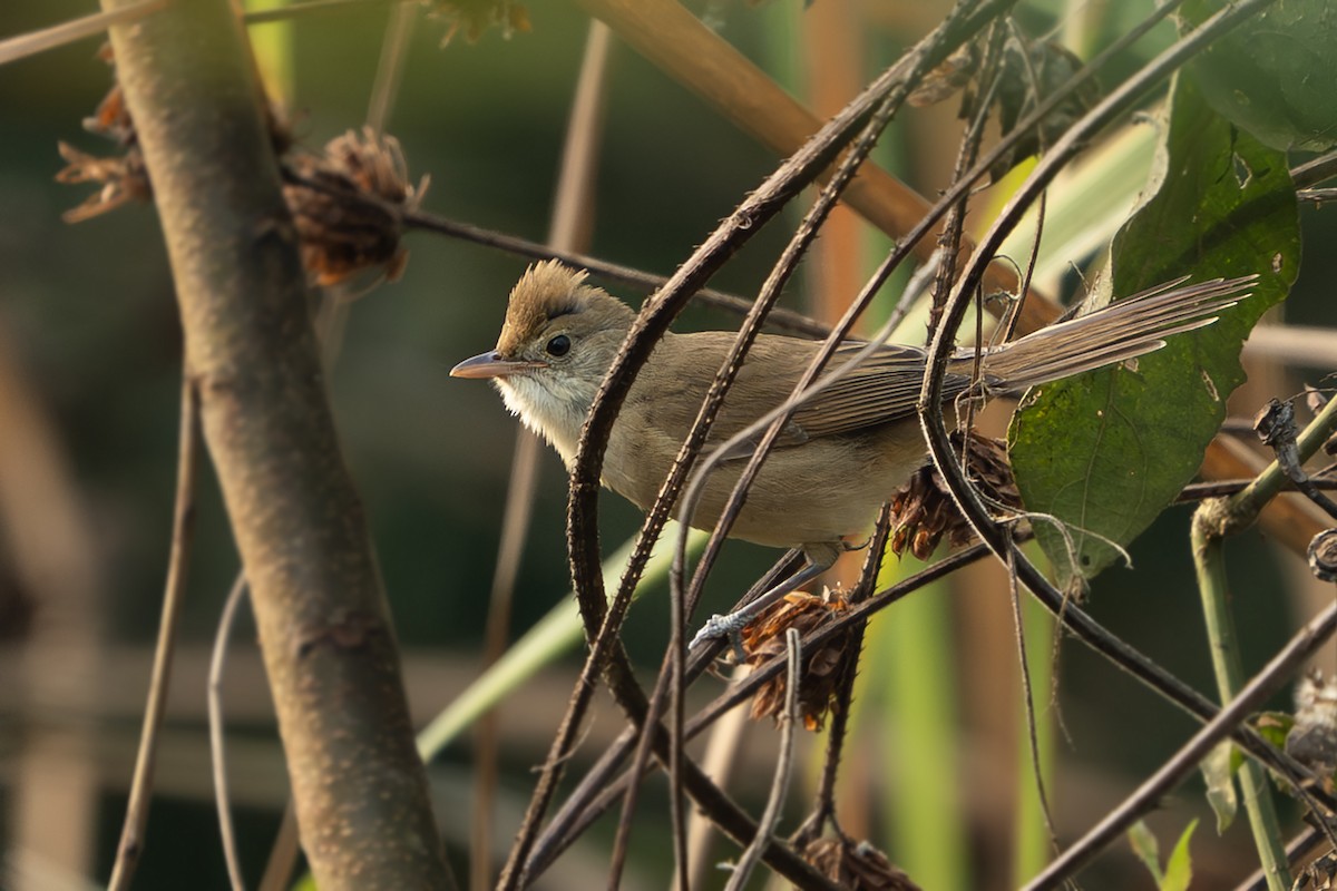 Thick-billed Warbler - ML630527148