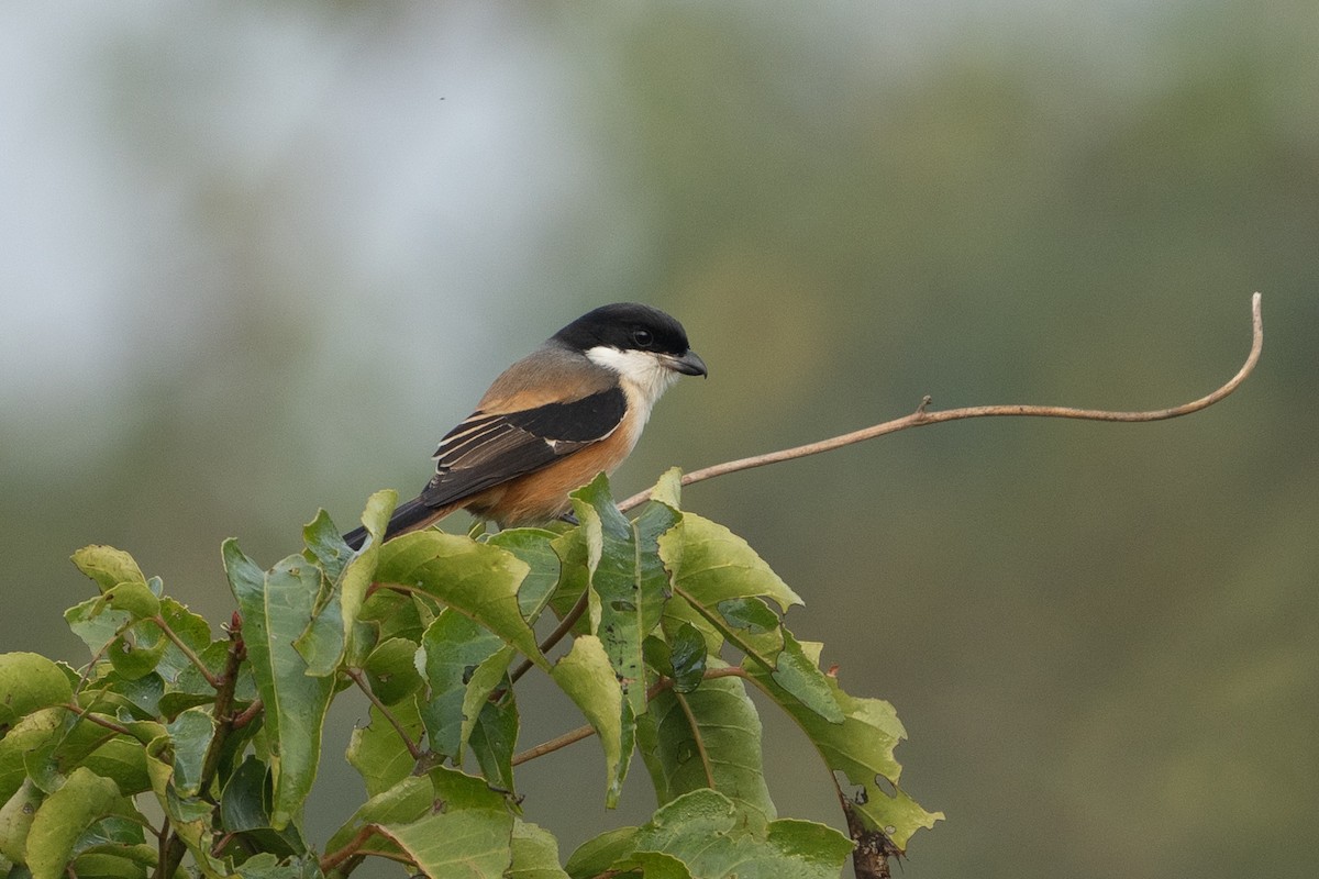 Long-tailed Shrike - ML630527152