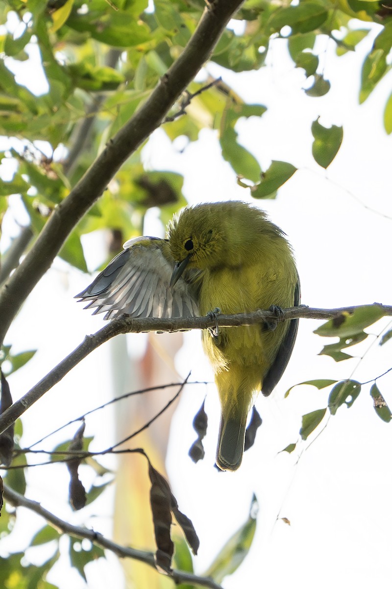Common Iora - ML630527159