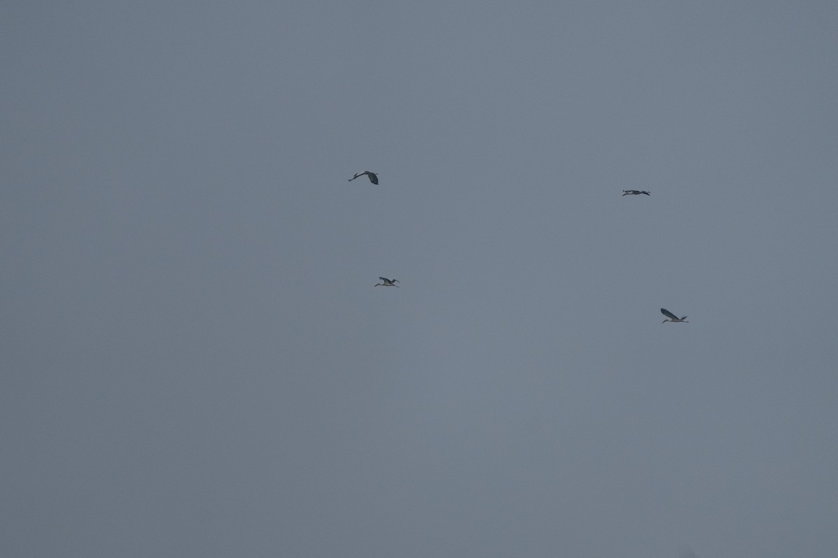 Asian Openbill - ML630527178