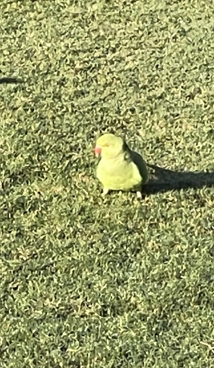 Rose-ringed Parakeet - ML630527219