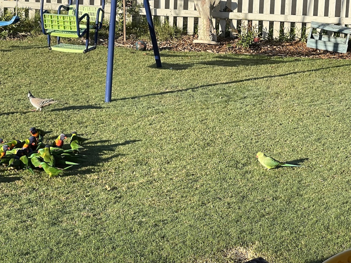 Rose-ringed Parakeet - ML630527220