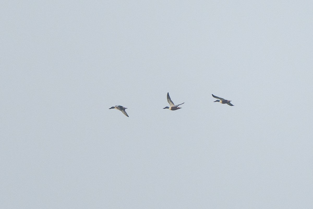 Northern Shoveler - ML630527221