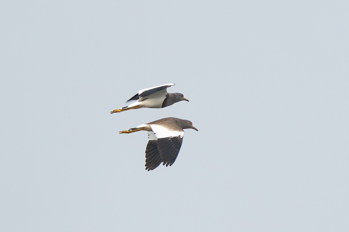 Gray-headed Lapwing - ML630527234