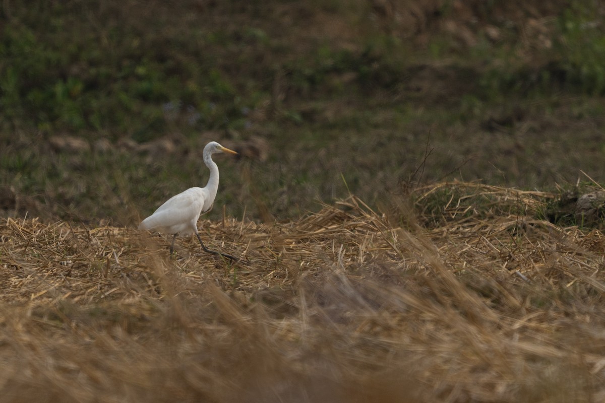 Medium Egret - ML630527242