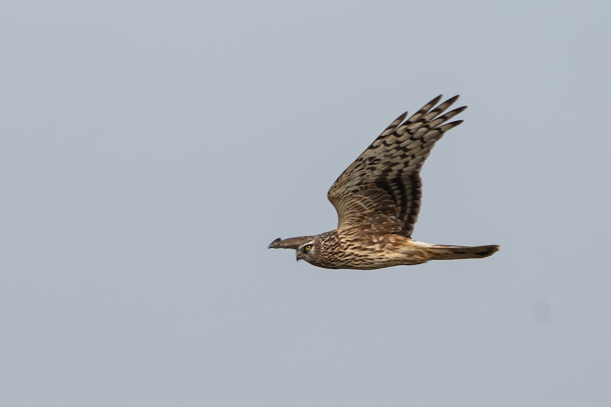 Hen Harrier - ML630527248