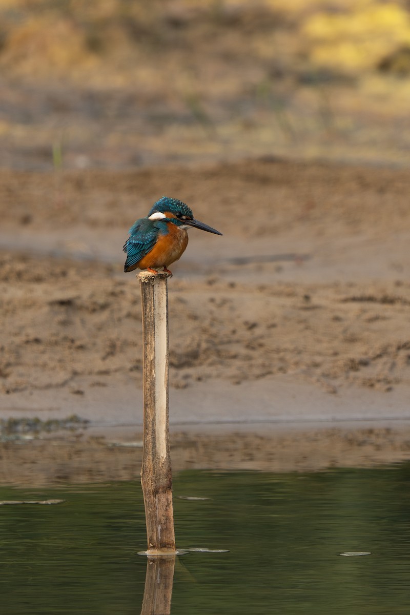 Common/Blue-eared Kingfisher - ML630527249