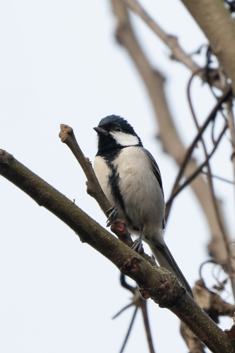 Asian Tit - ML630527260