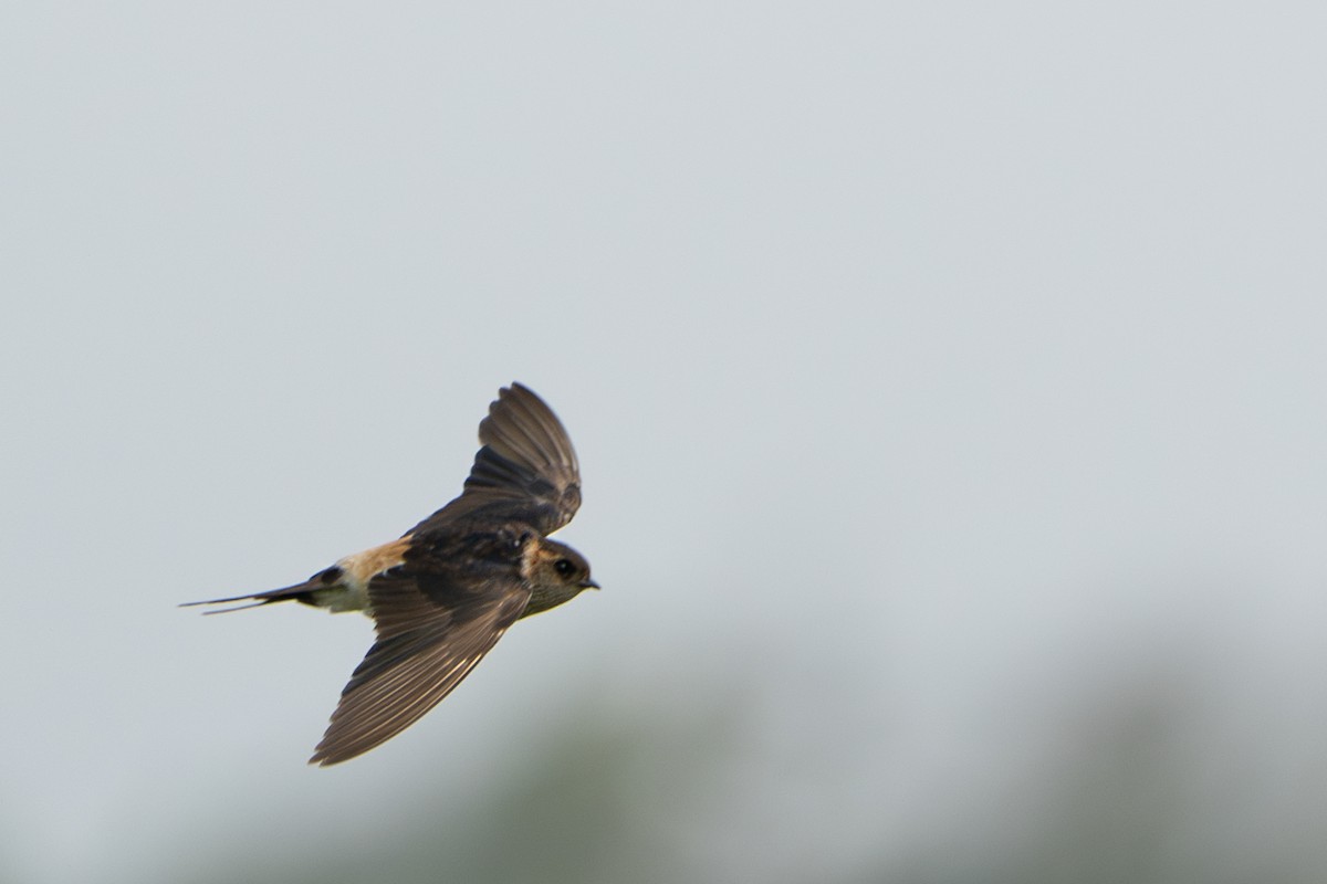 Eastern Red-rumped Swallow - ML630527263