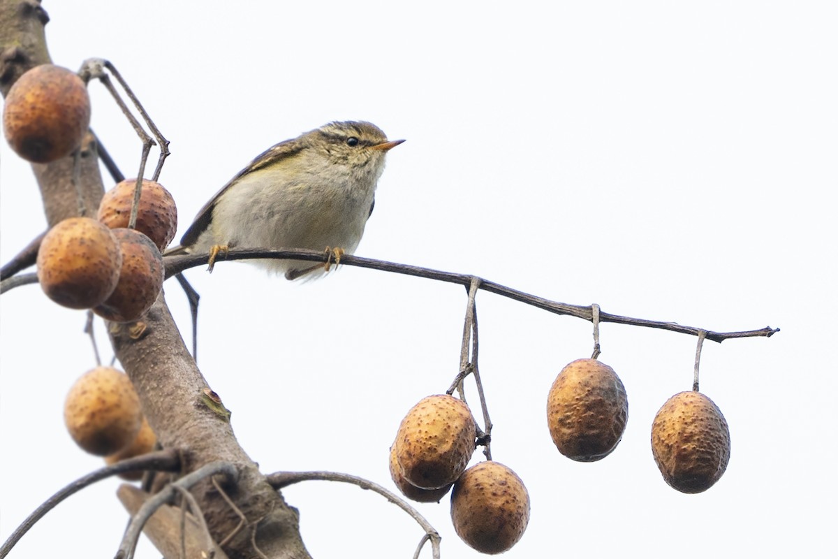 Yellow-browed Warbler - ML630527265