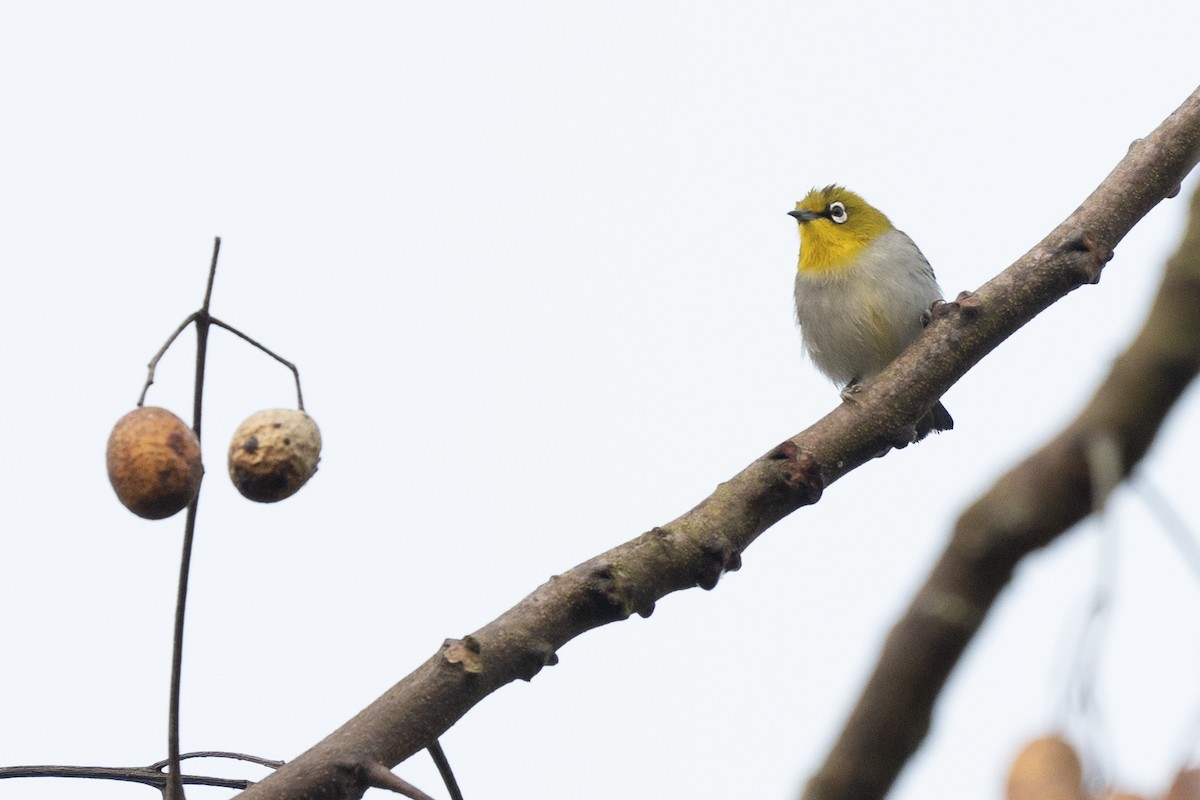 Indian White-eye - ML630527335