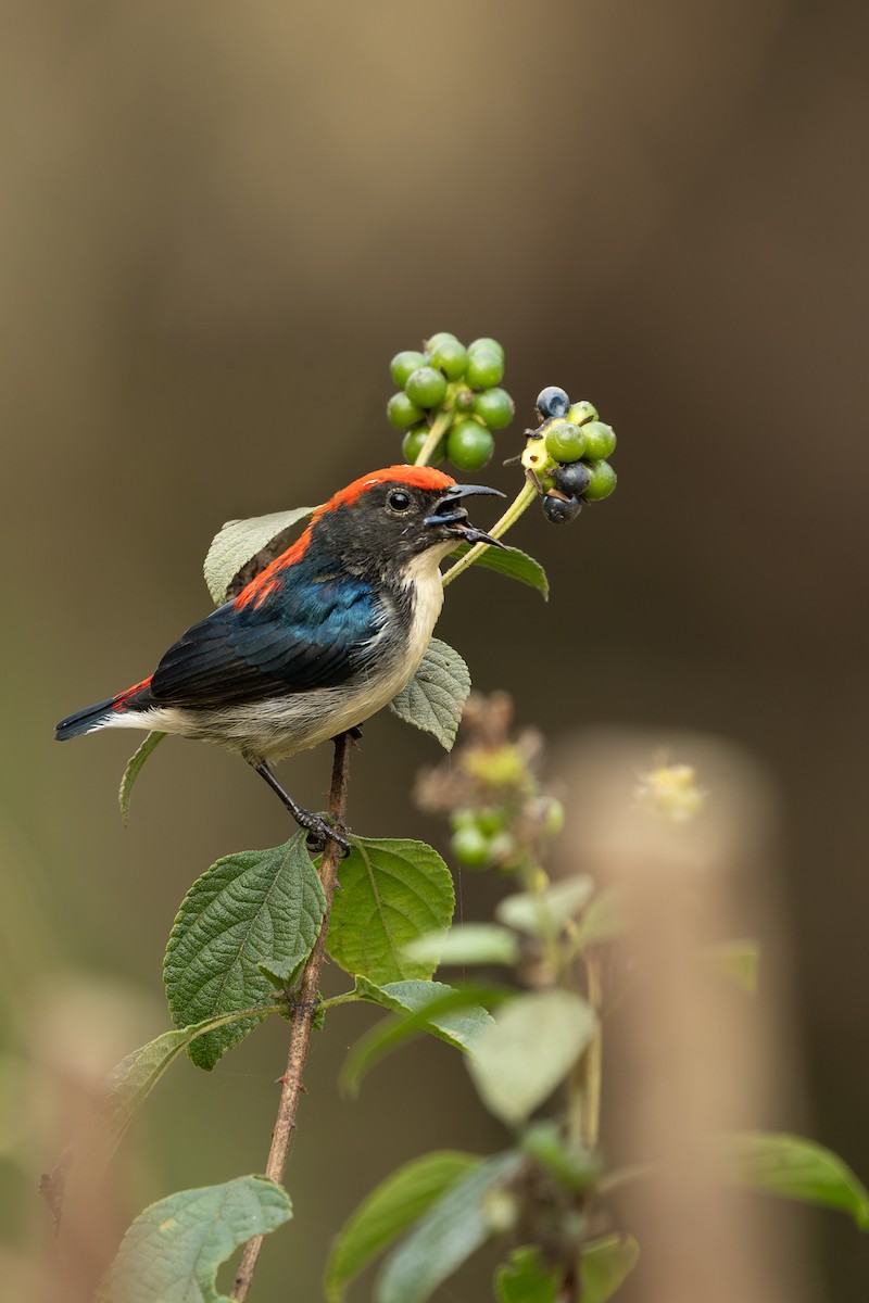 Scarlet-backed Flowerpecker - ML630527349
