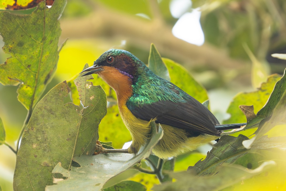 Ruby-cheeked Sunbird - ML630527353
