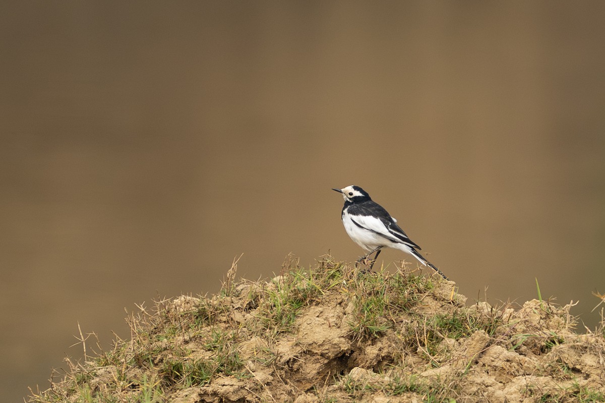 White Wagtail - ML630527372