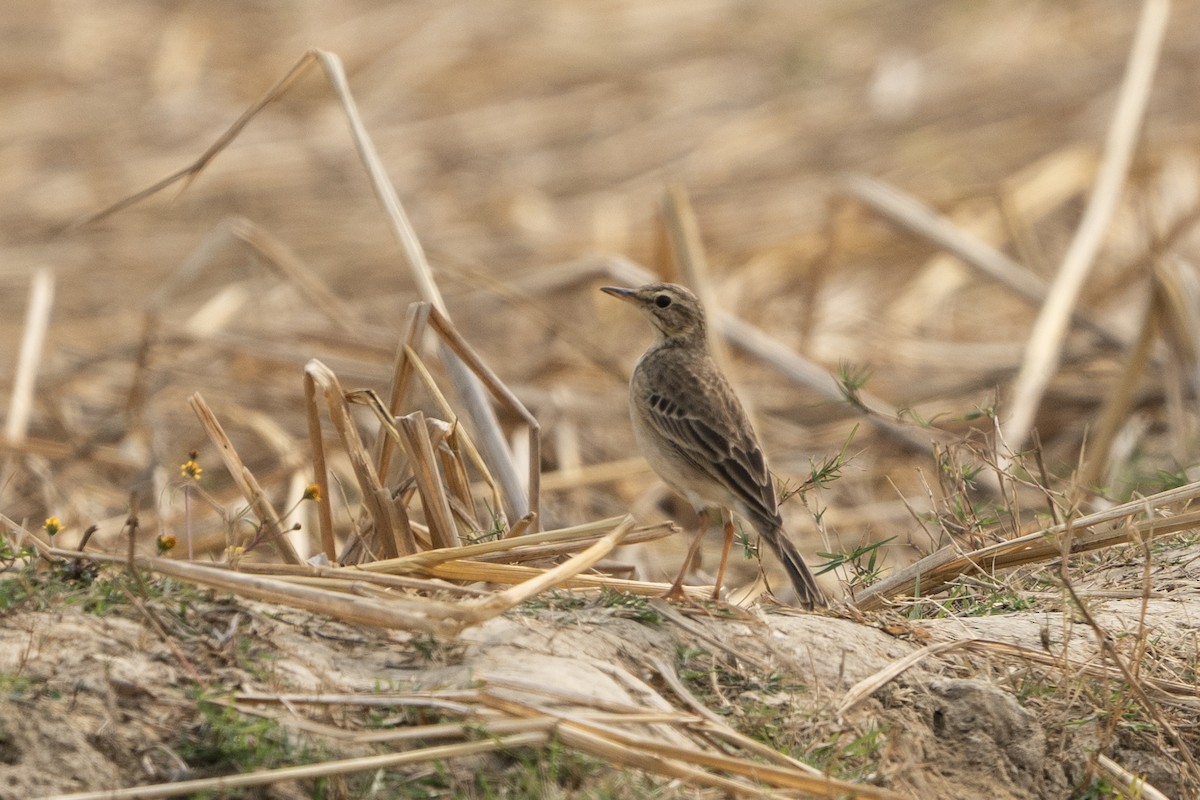 Paddyfield Pipit - ML630527381