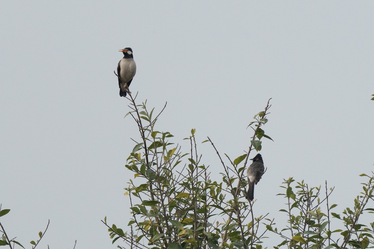 Indian Pied Starling - ML630527679