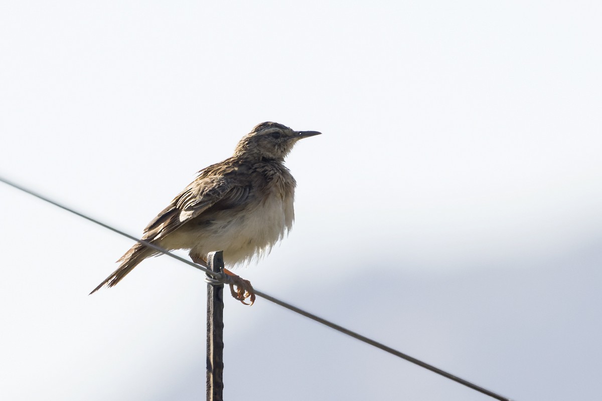 Short-clawed Lark - ML630527833