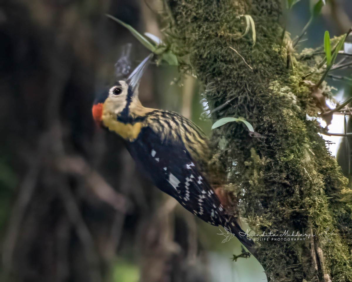 Darjeeling Woodpecker - ML630527912
