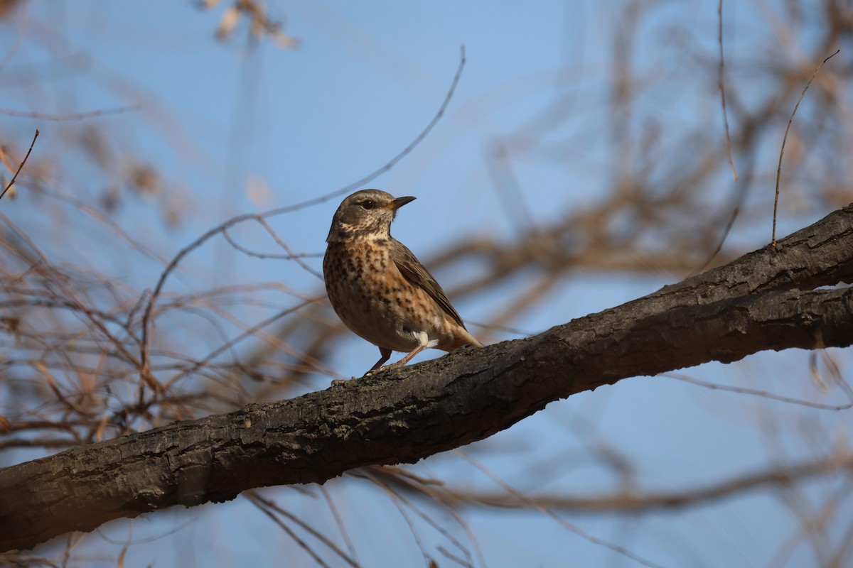Naumann's Thrush - ML630527923