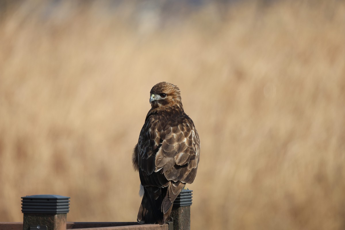 Eastern Buzzard - ML630527955