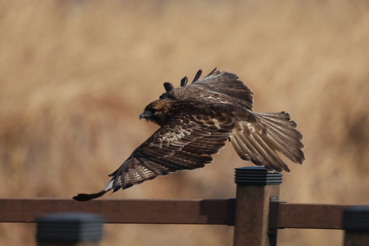 Eastern Buzzard - ML630527956