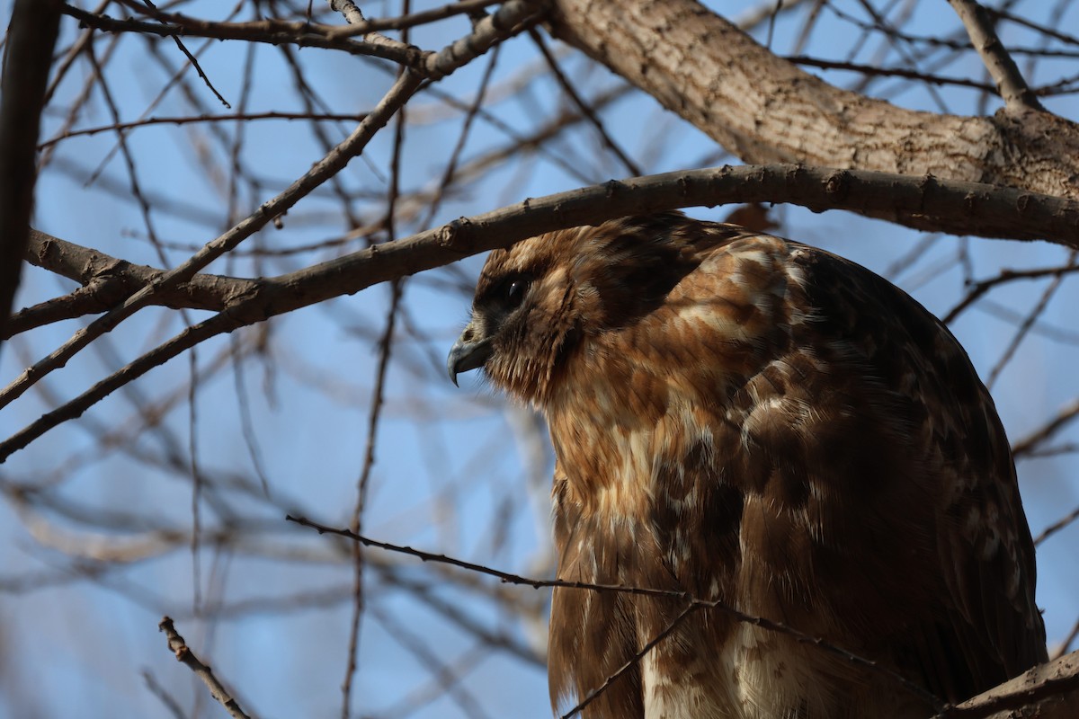 Eastern Buzzard - ML630527957