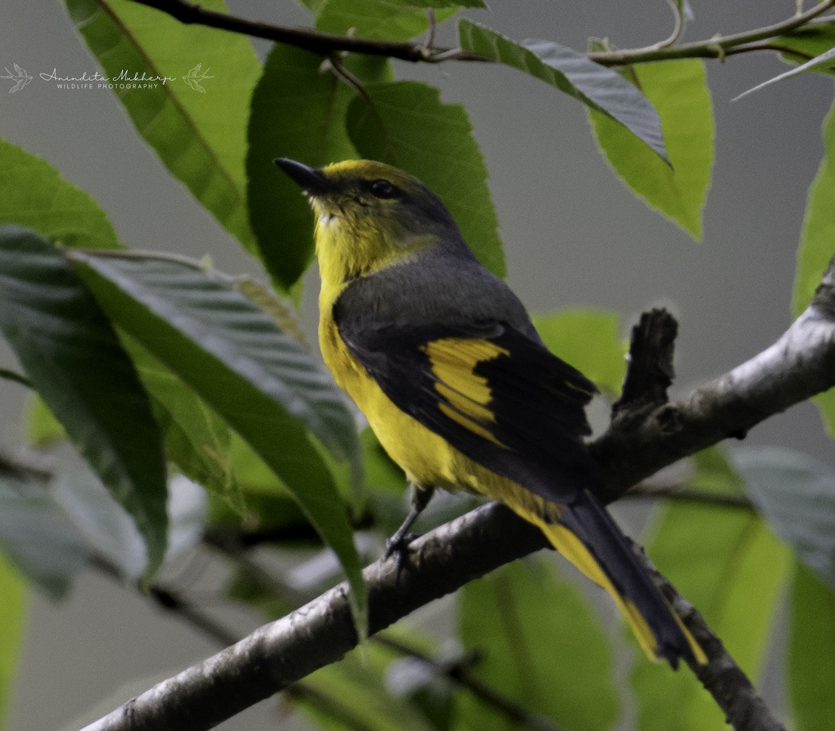 Gray-chinned Minivet - ML630527979