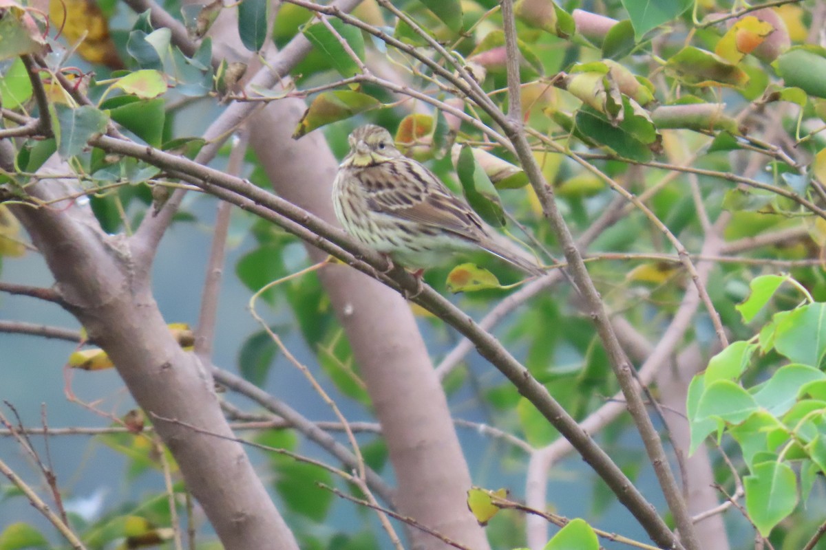 Black-faced/Masked Bunting - ML630528238