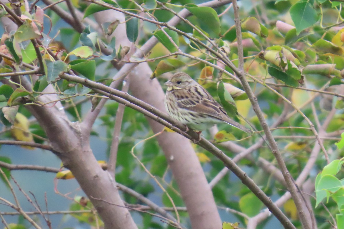 Black-faced/Masked Bunting - ML630528241