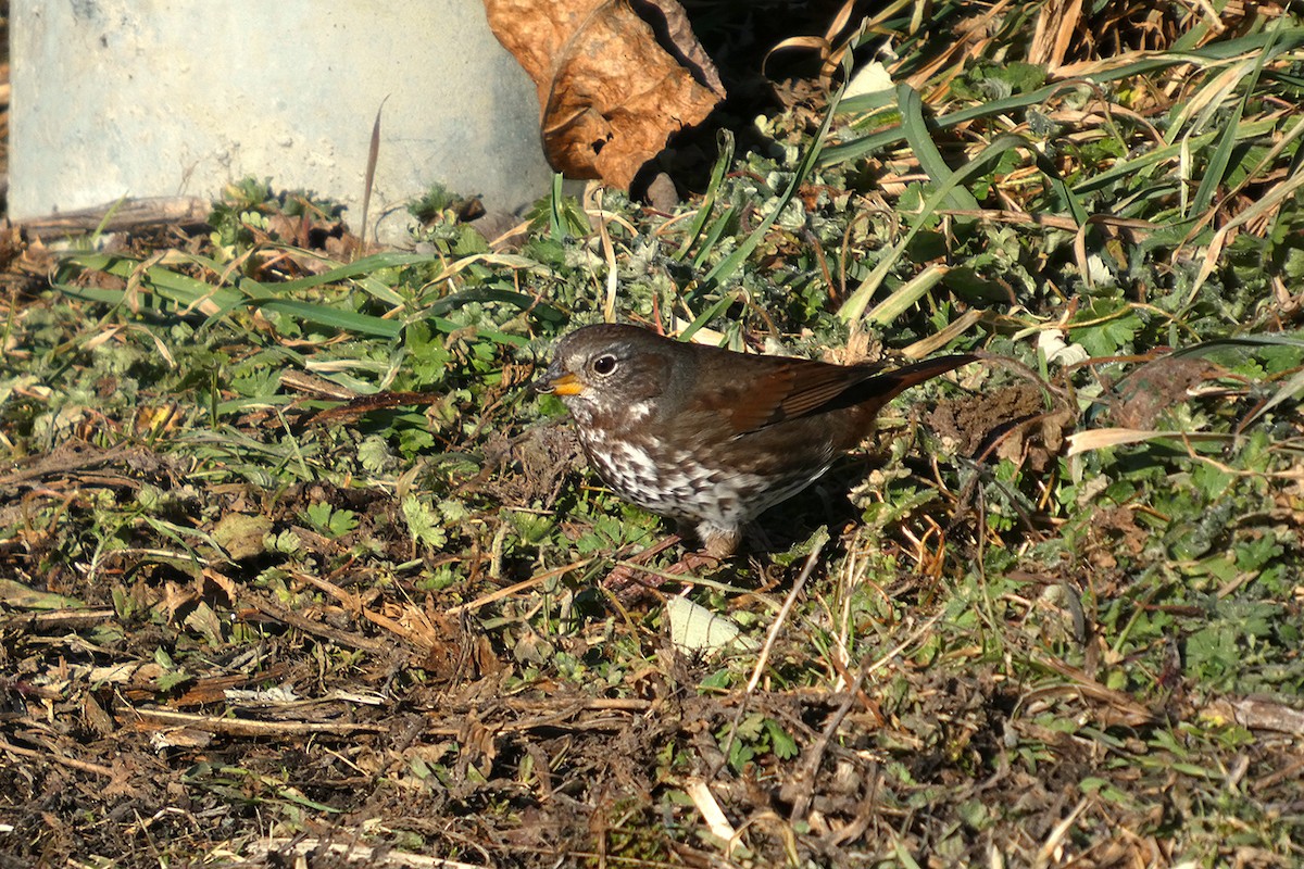 Fox Sparrow - ML630528255