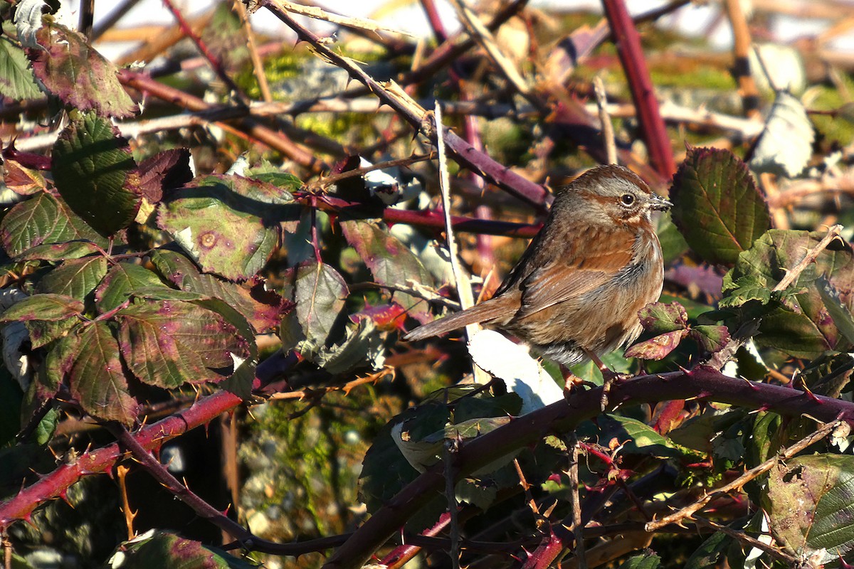 Song Sparrow - ML630528270