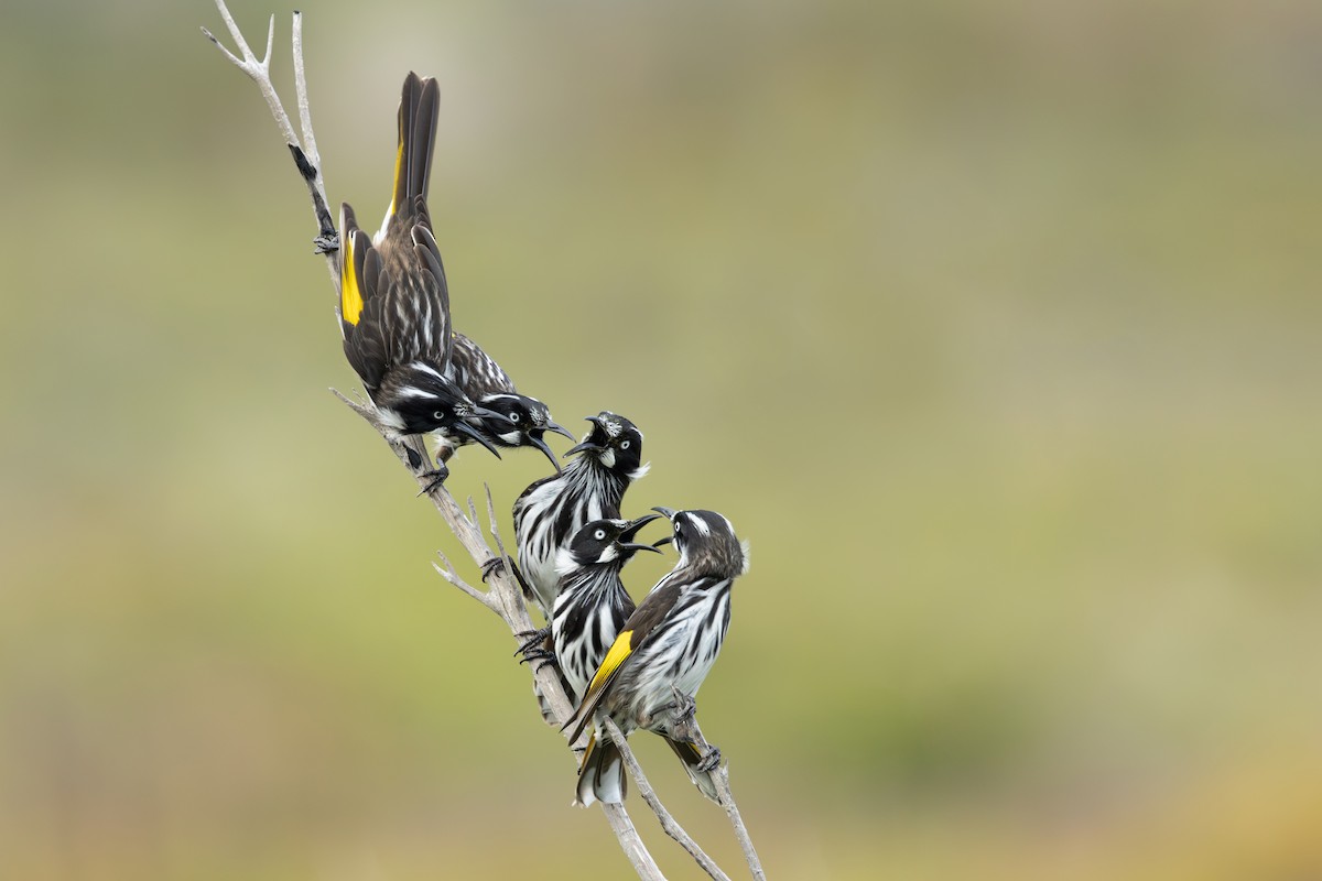 New Holland Honeyeater - ML630528329